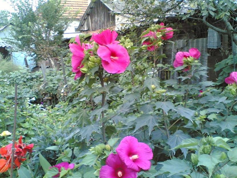 Гибискус садовый – выращивание и уход | китайская роза в саду