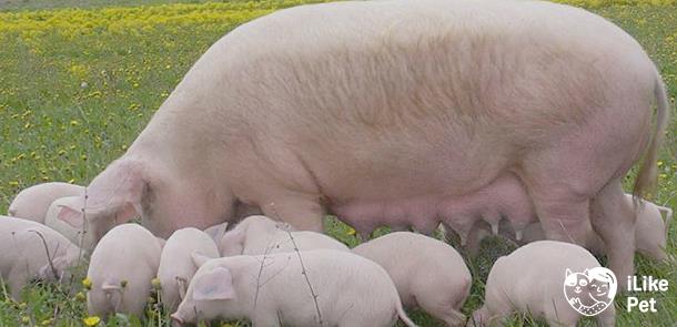 Породы свиней с описаниями и фото для разведения на подворье