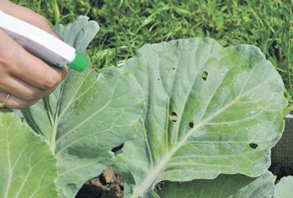 Обработка капусты от гусениц: чем и как правильно обрабатывать от вредителей