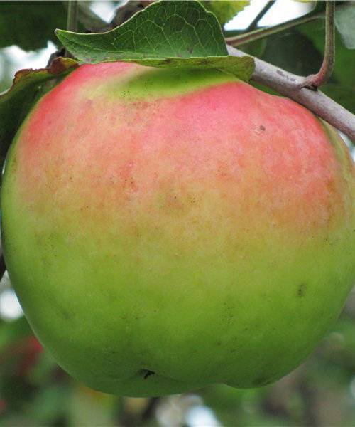 Синап орловский — сладкие свежие яблоки всю зиму!