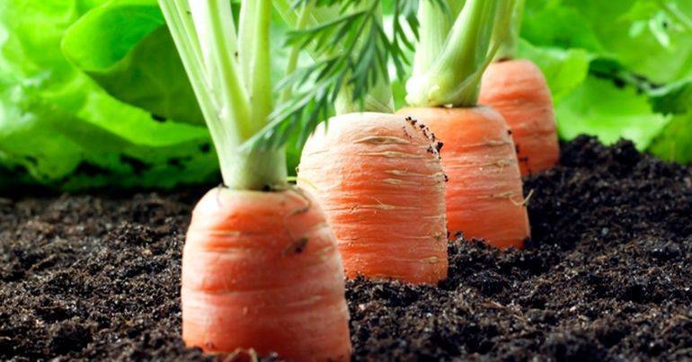 Как посадить морковь чтобы не прореживать