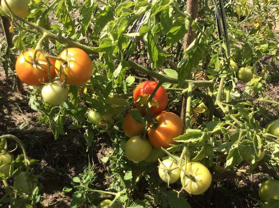 Сорт томатов «катя»: характеристика, описание, фото и отзывы