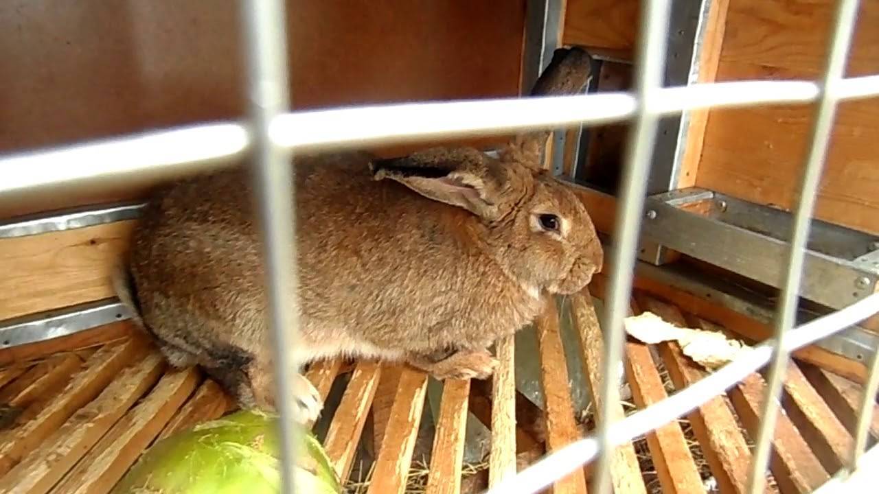 Как правильно случать кроликов?