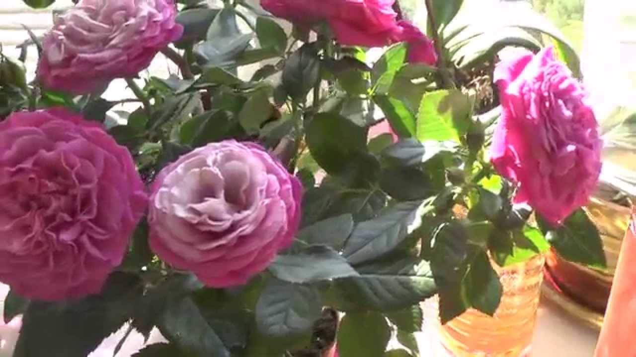 Адаптация комнатных роз