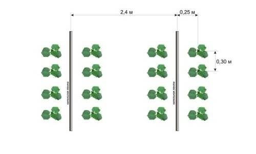 Огурцы в теплице из поликарбоната: как правильно вырастить? сроки посадки, уход и урожайность овоща