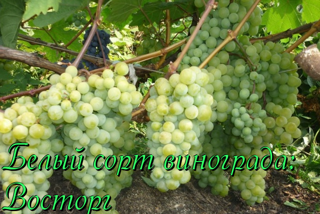 Виноград розовый ранний и другие виды: описание сорта, его характеристики и фото