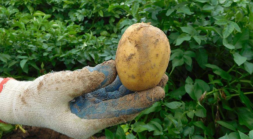 Отечественный картофель «василек»: описание сорта, характеристика, фото