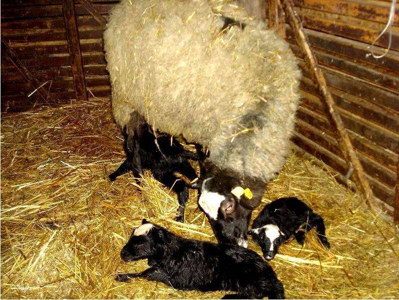 Окот ягнят. Окот у овец Романовской породы. Романовская порода овец окот в год. Романовская порода овец. Помещение для окота овец.