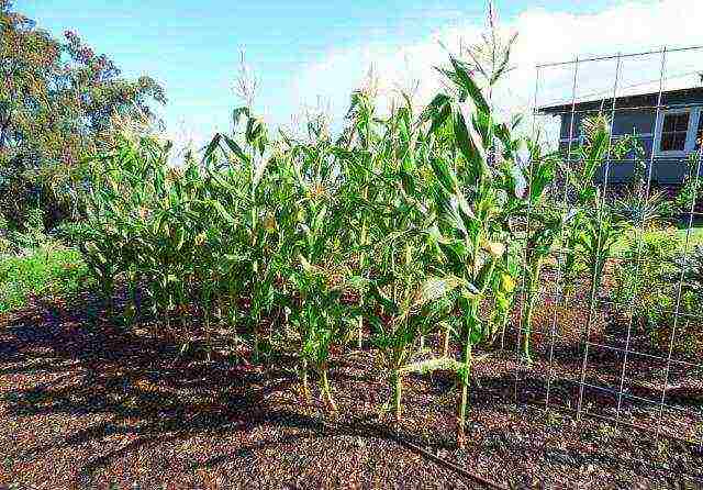 Как сажать семенами кукурузу в открытый грунт - простые правила подготовки и посадки