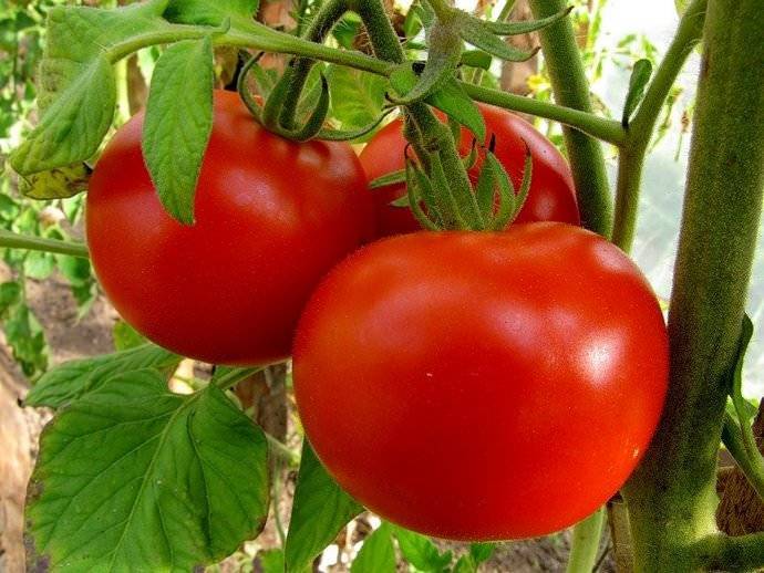 Чем подкормить помидоры после высадки в теплицу - лучшие варианты удобрений
