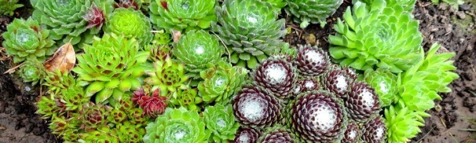 Как ухаживать за каменной розой в домашних условиях: цветение, как сажать
