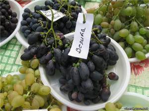 Виноград восторг: описание сорта, фото, отзывы, правила посадки, выращивания и ухода