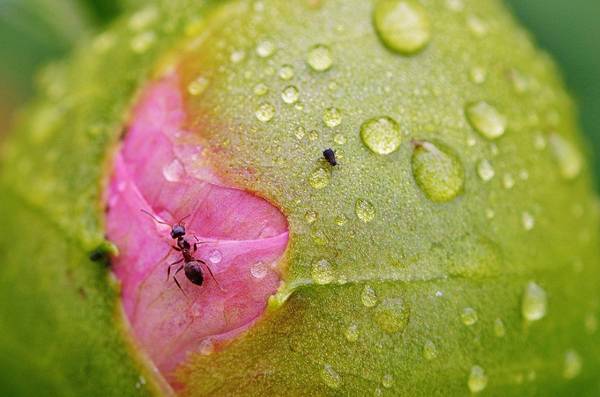 Вредят ли пионам муравьи и как от них избавиться