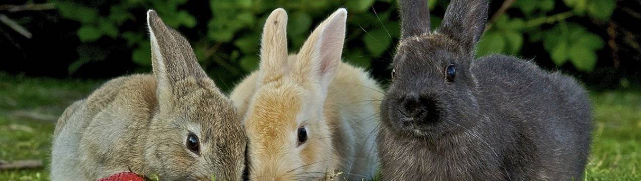 Что едят кролики в домашних условиях?