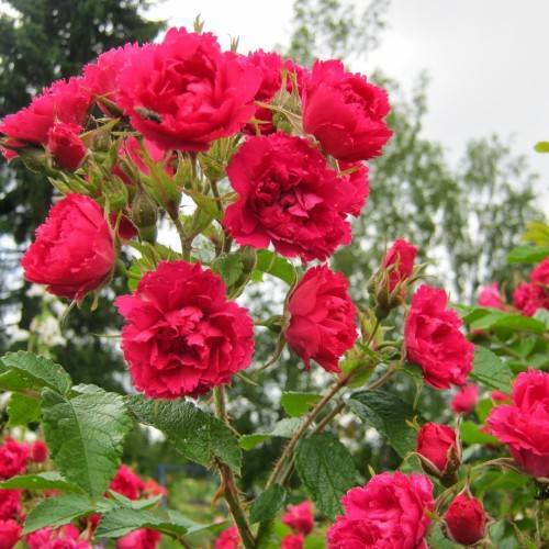 Парковые розы, не требующие укрытия на зиму, а также другие самые морозоустойчивые и неприхотливые сорта, в том числе спрей и цветущие всё лето