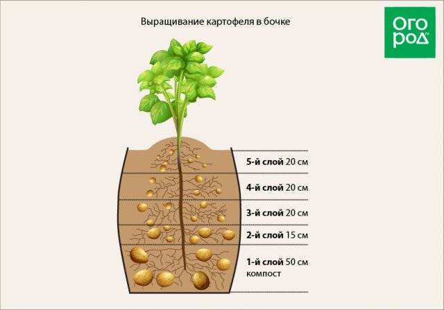Картофель в бочке, опыт выращивания
