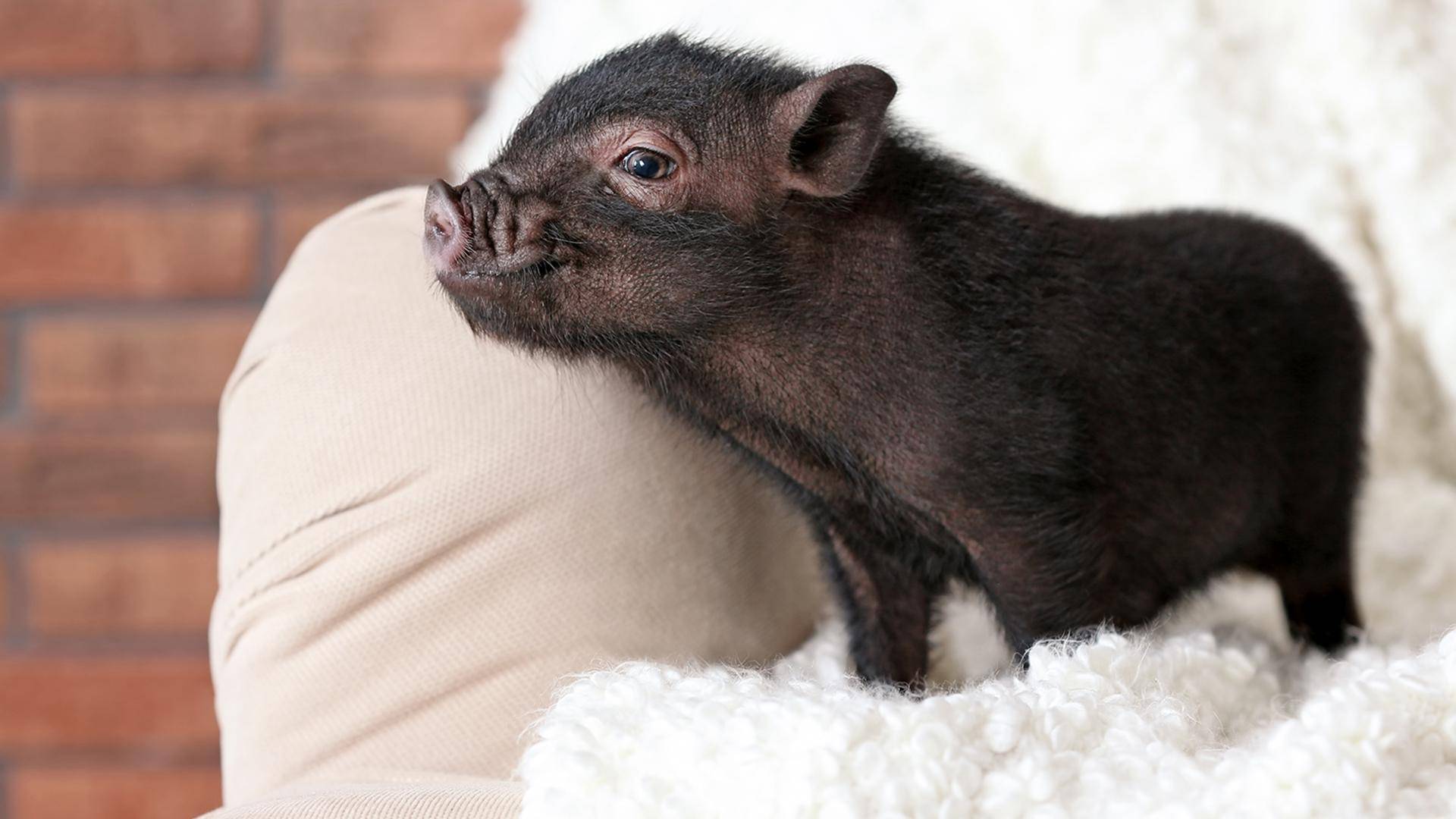 Декоративная свинья: описание и особенности ухода
