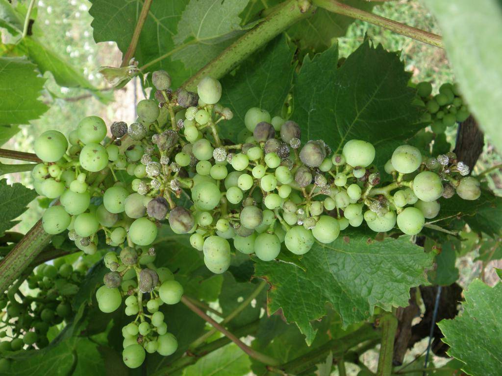 Болезни винограда: фото и советы садоводов по лечению