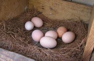 Курица села на яйцо: сколько дней будет высиживать до появления цыплят, что дальше делать?