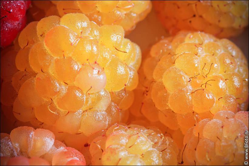 О желтой малине: описание сорта желтоплодной малины, особенности по уходу