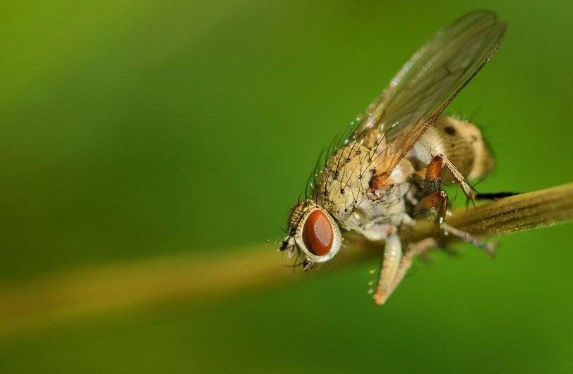 Как бороться с луковой мухой и ее личинками