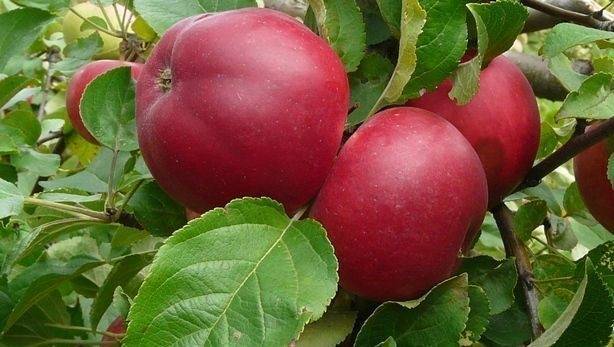 О яблоне Веньяминовское: описание сорта, характеристики, агротехника