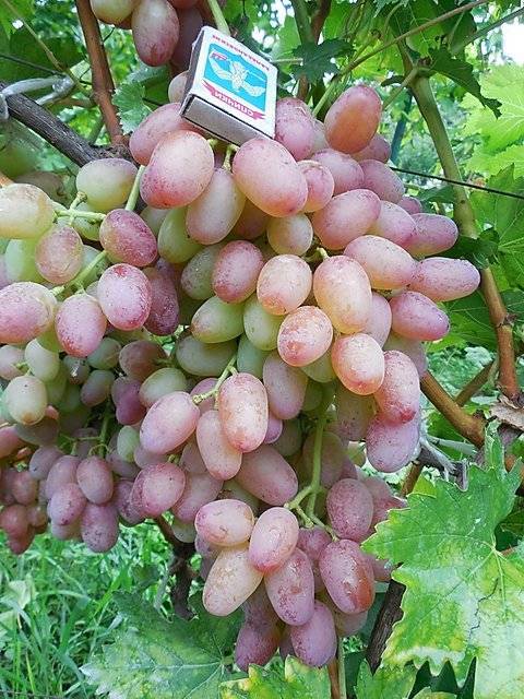 О винограде Гелиос: описание и характеристики сорта, посадка и уход