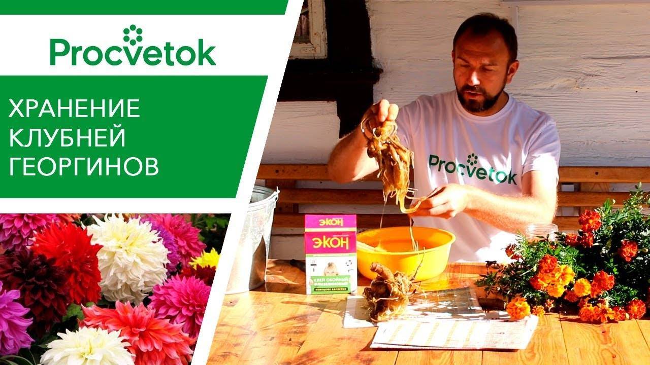 Георгины зимой: условия хранения