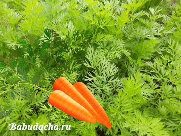Посадка моркови: сроки и пошаговые инструкции