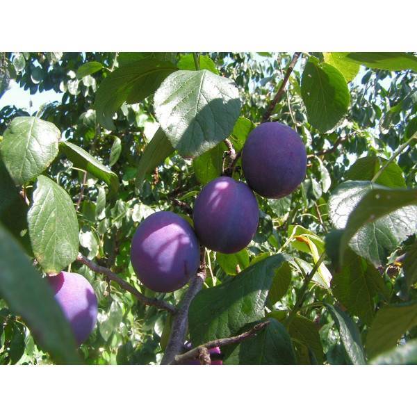 Особенности сливы сорта «скороплодная»