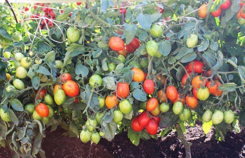 Как сажать помидоры —  секреты, которых вы еще не знаете
