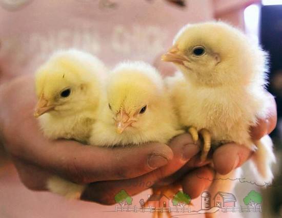 Почему цыплята падают на ноги: причины, лечение и профилактика