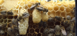 Роение пчел - начинающему пчеловоду