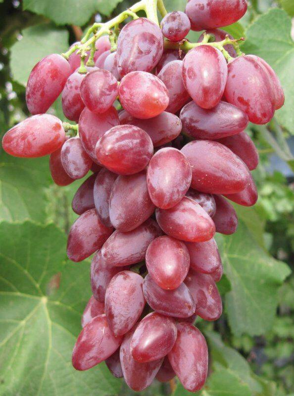 Описание сорта винограда «дубовской розовый» — присмотритесь