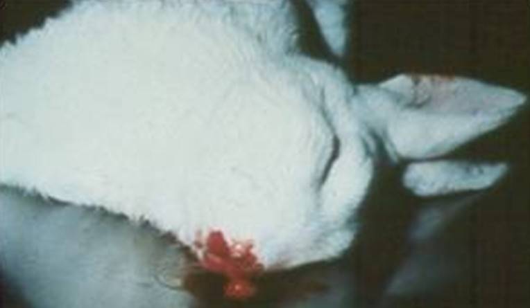 Вирусная геморрагическая болезнь кроликов