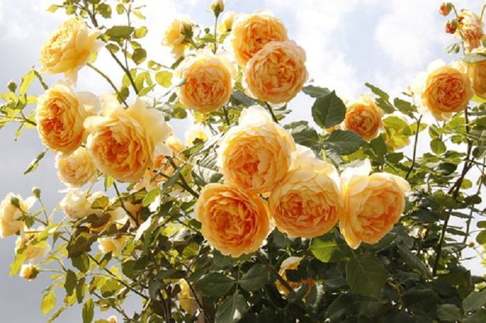 Роза сорта голден селебрейшен: особенности посадки и ухода за растением
