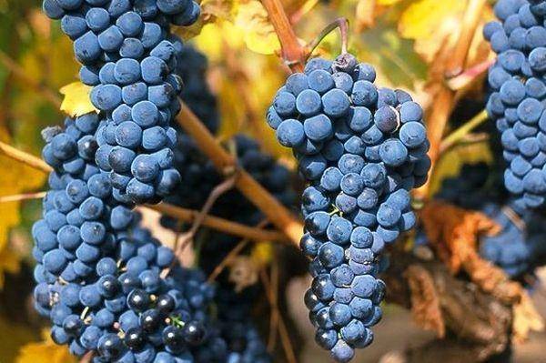 Виноград «темпранильо» — хорошая основа для вина