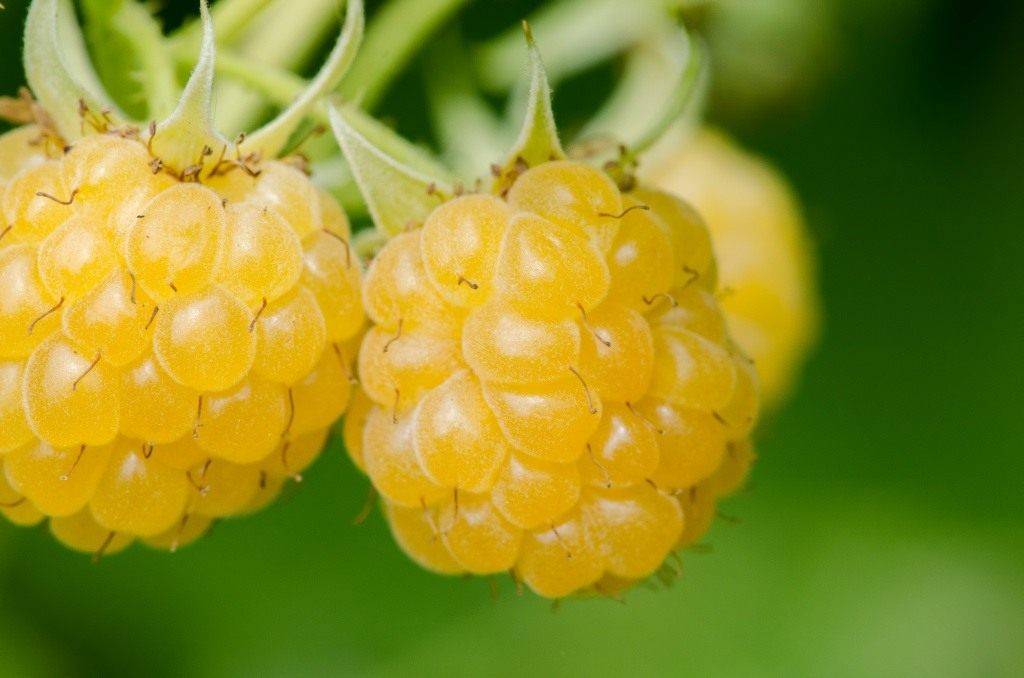 О желтой малине: описание сорта желтоплодной малины, особенности по уходу