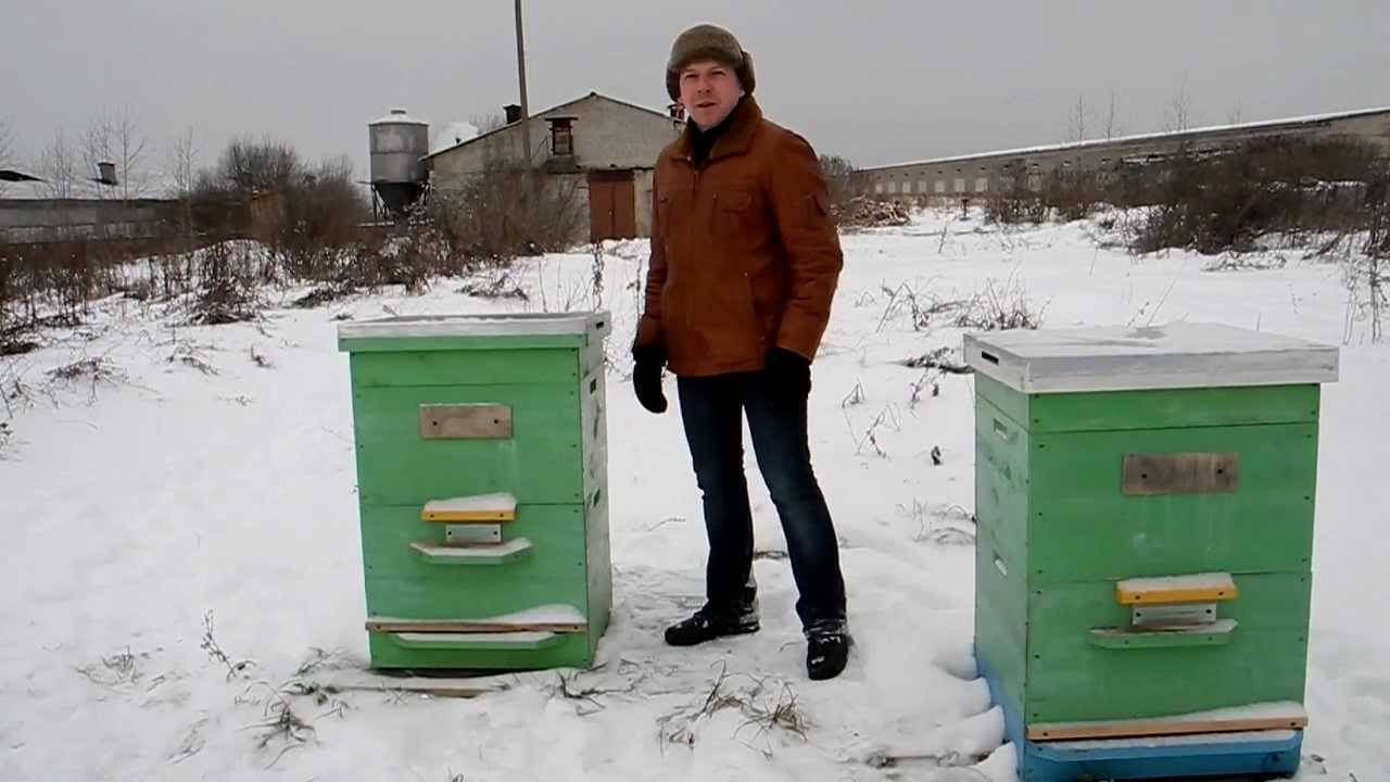 Зимовка пчелиной семьи: как благополучно дожить до весны