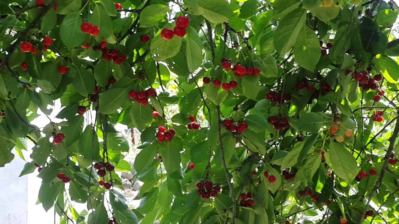 Когда созревают первые ягоды черешни