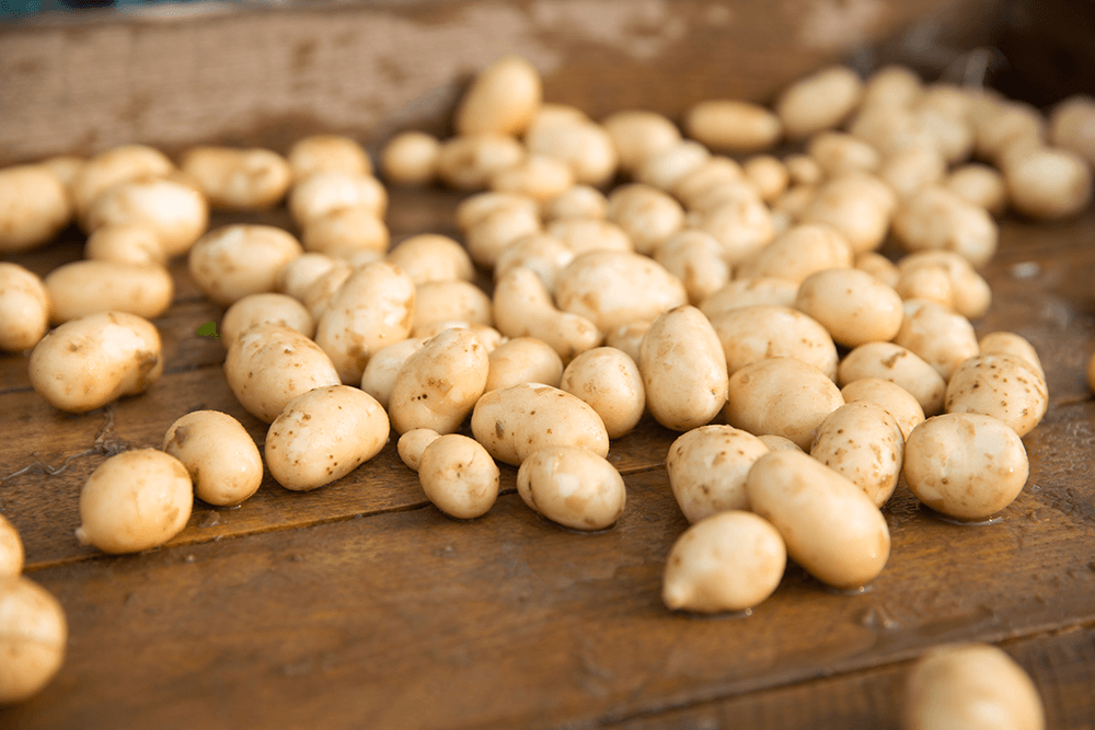 Семенной картофель – что это такое, отличие от обычного, популярные сорта, как вырастить и выбрать для посадки?