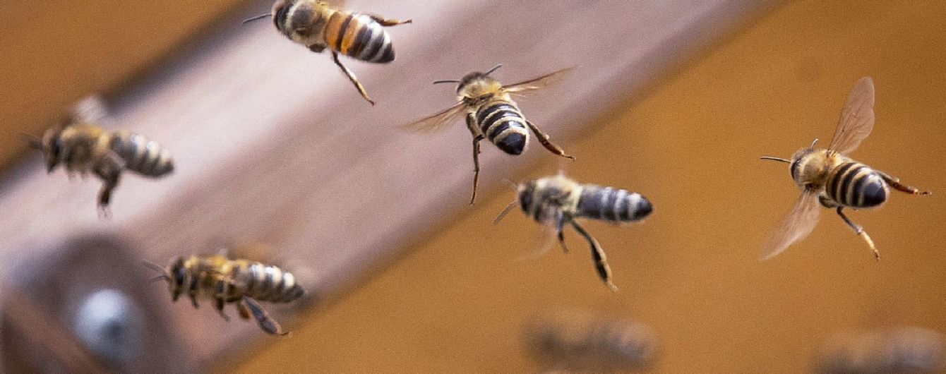 Укус пчелы, осы, что делать? первая помощь при укусе пчелы, осы, шершня.
