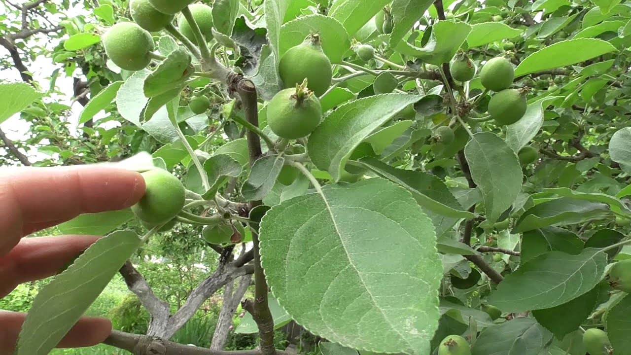Скороплодная яблоня десертное исаева