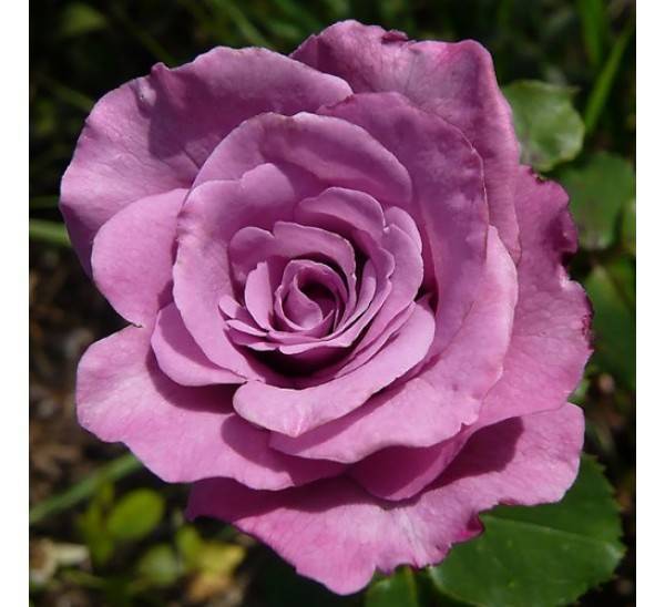 Необычная сиреневая плетистая роза индиголетта: описание с фото, посадка, цветение, размножение и уход