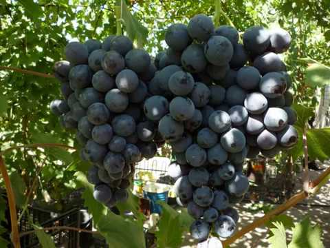 Сорт винограда страшенский – ягодный гость из солнечной молдовы