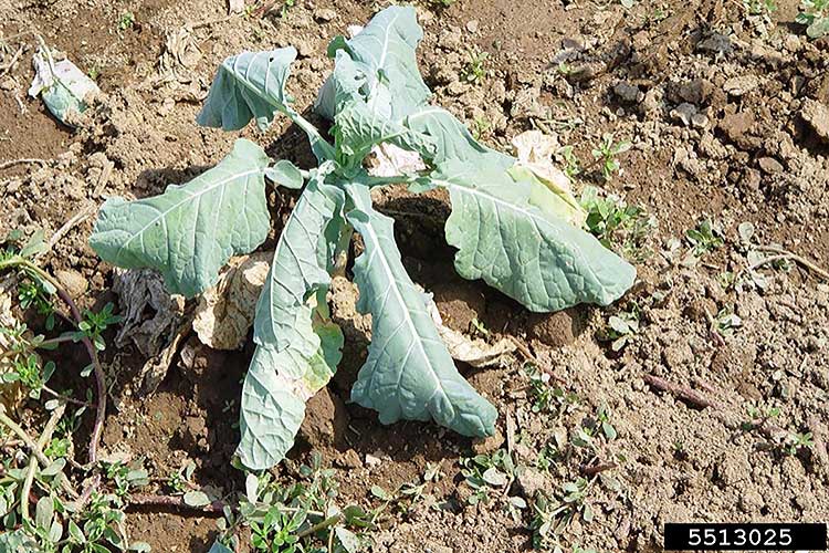 Выращивание капусты, борьба с болезнями и вредителями: 10 вопросов. как вырастить капусту на грядке