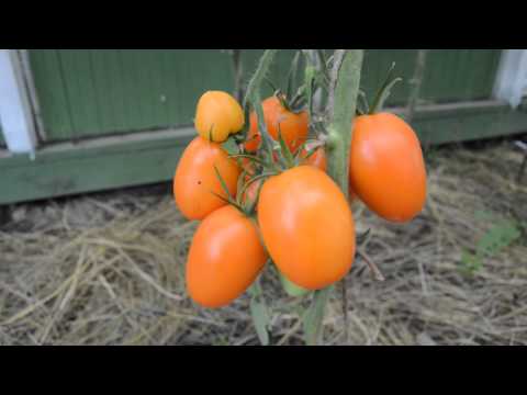 Описание сорта томатов «чухлома»: товарные качества, вкус, урожайность