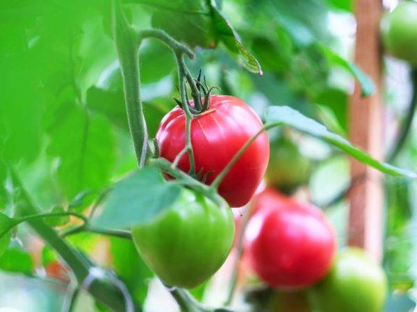 Характеристика и описание сорта томата кардинал, его урожайность и выращивание