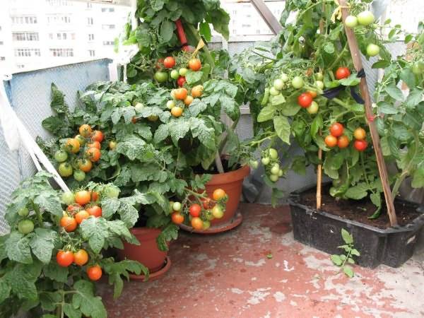 Выращивание томатов в ведрах, в теплице и в открытом грунте, как высадить рассаду