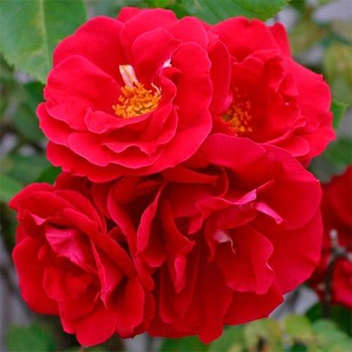 Роза «фламентанц» (24 фото): описание, посадка и уход за плетистым ландшафтным сортом роз, обрезка и выбор опоры, отзывы